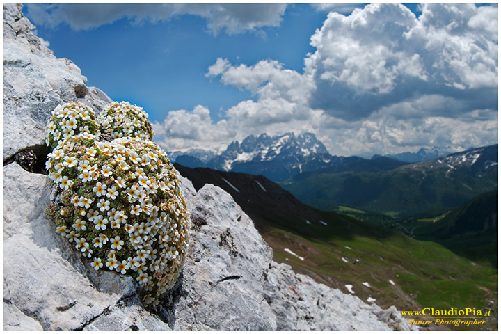 Androsace helvetica, fiori di montagna, alpini, fotografia, foto, alpine flowers, dolomiti